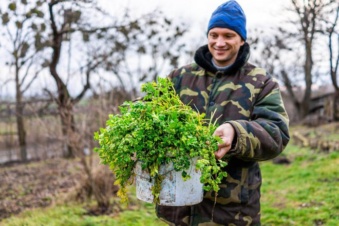 Nekaj korenin peteršilja presadimo v lonec in ga postavimo v zaščiten prostor. Foto: Kristi Blokhin/Shutterstock
Foto: