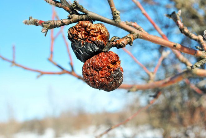 Takšne zasušene sadeže z drevesa čimprej odstranimo, saj so »skladišče« trosov glivičnih bolezni, ki bodo ob otoplitvah oživeli. Foto: ArtoPhotoDesigno Studio/Shutterstock
Foto: