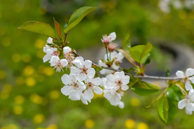 Foto: Petro Veretilnyk/Shutterstock