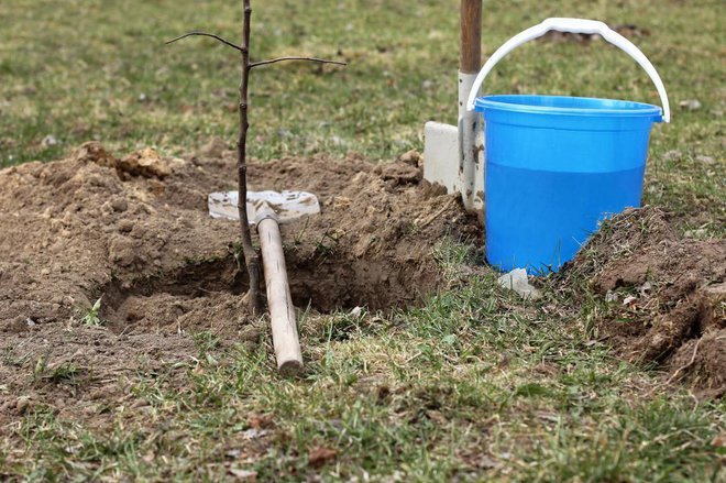 Zelo pogosta napaka pri sajenju sadnih dreves: cepljeno mesto ne sme biti v ravni tal ( na fotografiji ga vidimo ob držaju lopate), temveč vsaj 15 cm više. Foto: azem/Shutterstock
Foto: