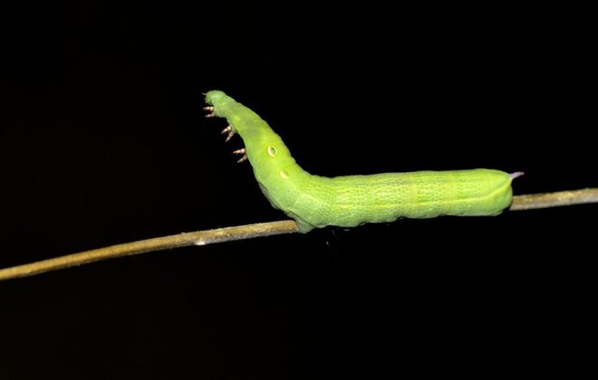 Nenavadno, kako hitro je zelena gosenica zaznala bližino nove sadike in se povzpela do najlepših brstov. Foto: Durzan Cirano/Shutterstock
Foto: