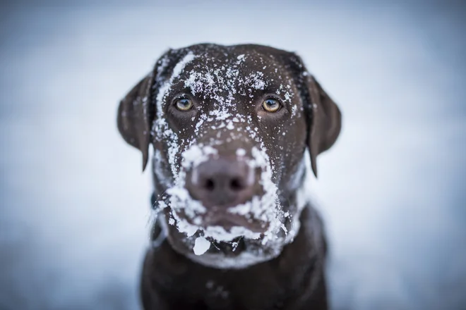 Foto: FarArden/Shutterstock