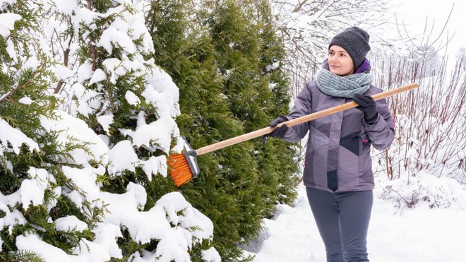 Gosto raščene grmovnice in živa meja so nekoliko manj občutljive na lom vej, vendar sneg kljub temu otresamo sproti, da ne ostanejo trajno upognjene. FOTO: nieriss/Shutterstock
Foto: