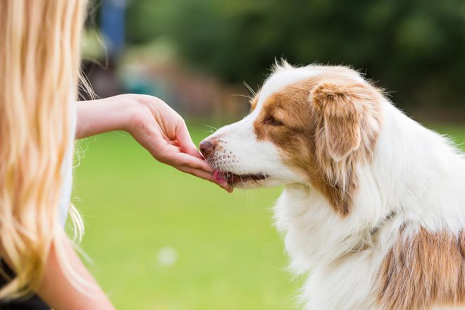 Foto: Christian Mueller/Shutterstock