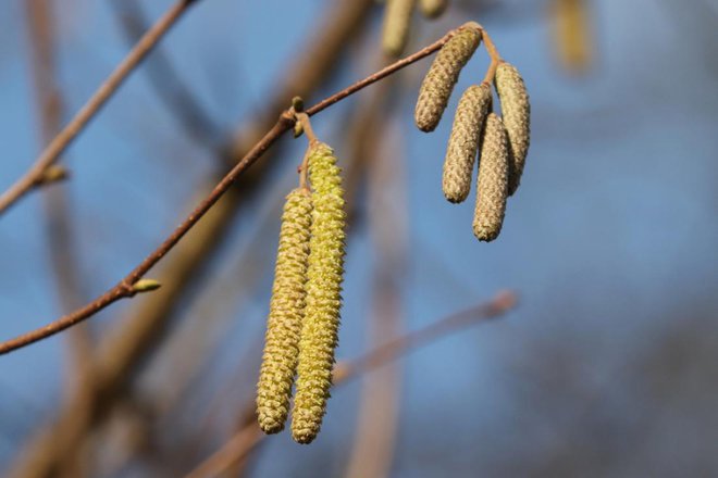 Za uporabo v kulinariki so primerne še kompaktne leskove mačice. Foto: manfredrichter/Shutterstock
Foto: