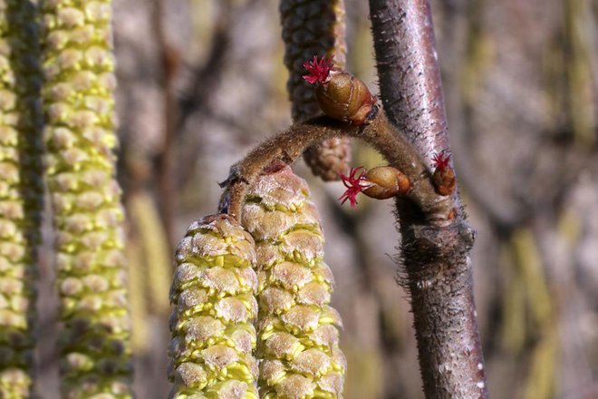 Rumene mačice so moški cvetovi, temno rdeči cvetek ob peclju pa ženski. Foto: Vankich1/Shutterstock_ 
Foto: