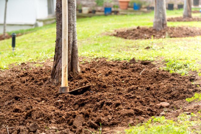 Kolobar pod sadnimi drevesi zgodaj spomladi plitvo okopljemo in pognojimo z organskimi gnojili. Foto: Conqueror/Shutterstock
Foto: