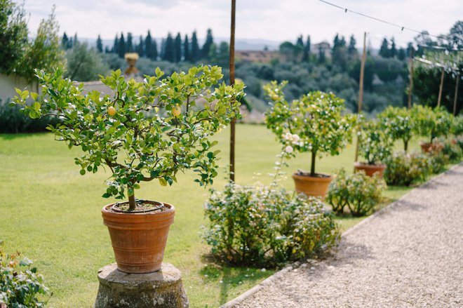 Citusi potrebujejo veliko sonca. Lonci naj bodo veliki, da bo zalivanje dalj zaleglo. FOTO: Victoria Kurylo/Shutterstock
Foto: