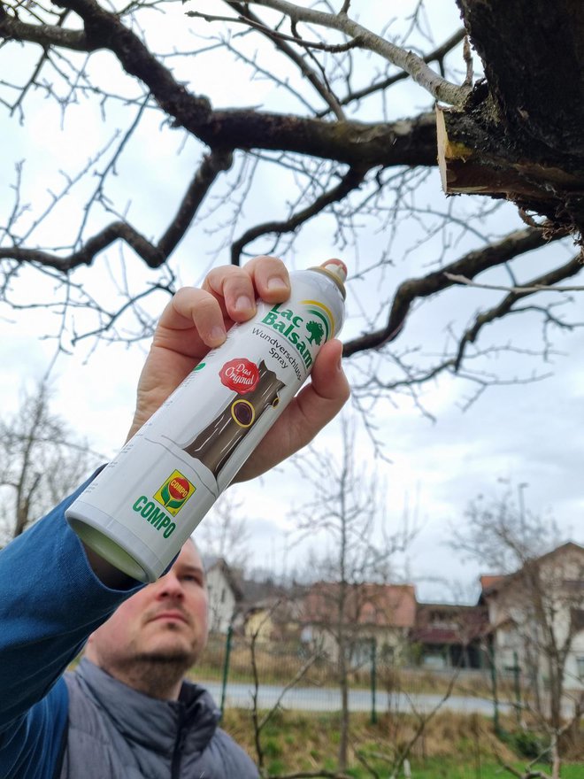 Zaščitite obrezane veje s cepilno smolo.
Foto: