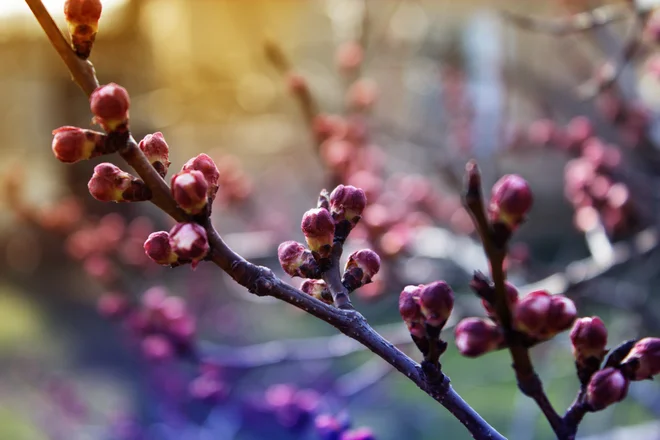 Foto:  Kateryna Ovcharenko/Shutterstock