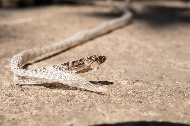 Foto: Wongsakorn Napaeng/Shutterstock