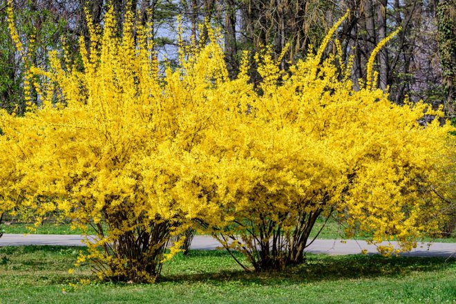 Forzicije in druge spomladi cvetoče grmovnice obrežemo kmalu po cvetenju, ko nam njihov videz ni več všeč.Foto: Cristina Ionescu/Shutterstock
Foto: