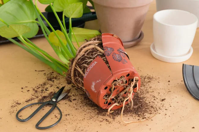 Skrajni čas za presajanje sobne rastline je, ko je loček povsem preraščen s koreninami, te celo silijo skozi odprtino na dnu. Foto: eviaUA/Shutterstock Foto: