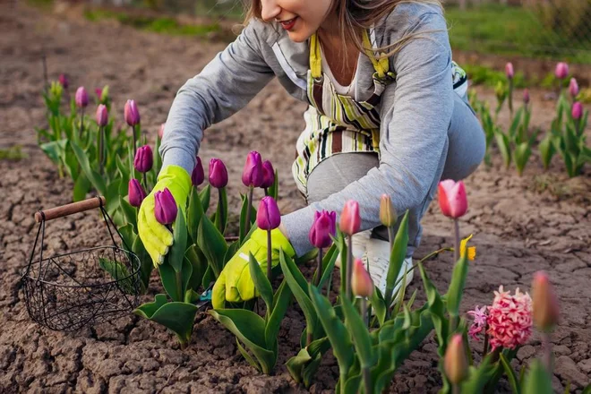 Foto: Mariia Boiko/Shutterstock