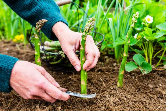 Foto: iMarzi/Shutterstock