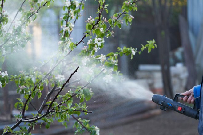 Temperatura pod ledenim oklepom, ki ovija cvet, je okrog ničle, pri kateri plodnica ali plodič ne pomrzne. FOTO: ROMAN DZIUBALO/Shutterstock
Foto: