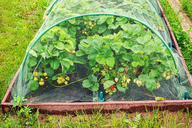 Gredice jagod ne pozabimo zaščititi pred pticami. Foto: Medvedeva Oxana/Shutterstock
Foto: