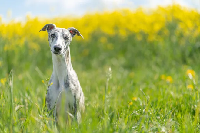 Foto: stylefoto24/Shutterstock