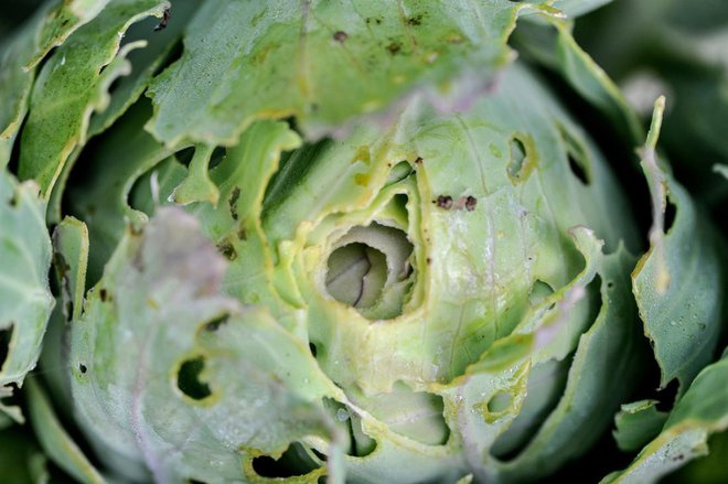 Polži obožujejo zelje. Včasih ostanejo od glave le kraterji. Foto: Mykola59/Shutterstock Foto: