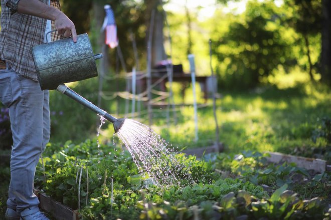 Takole poleti zalivamo le solato, radič in nekatere kapusnice, sicer pa močimo tla, ne rastlin. Foto: studiomiracle/Shutterstock
Foto: