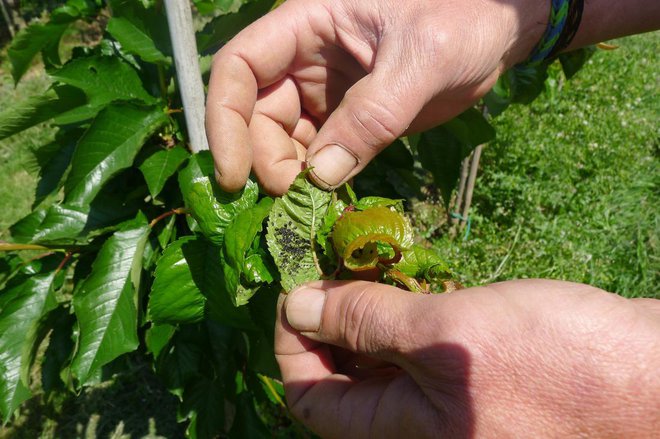 Zviti listi na vršičkih poganjkov pomenijo kolonijo uši (tako pri sadnih kot okrasnih rastlinah). Upogljive poganjke pri mladih drevescih lahko le pomočimo v raztopino insekticida, ni nam treba škropiti. Foto: J. B.
Foto: