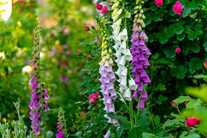 Digitalis ali naprstec je prelepa, a strupena trajnica. Fot: yulia_romaniy88/Shutterstock
Foto: