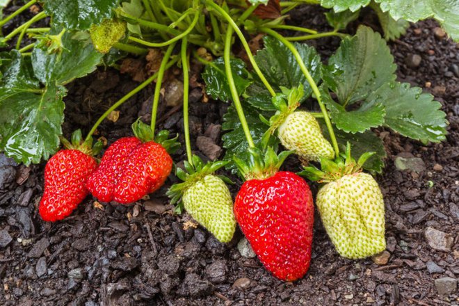 Jagode obiramo šele, ko se listje povsem posuši. Foto: patjo/Shutterstock
Foto: