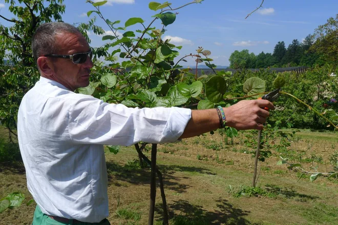 Kivi dela tudi poleti dolge poganjke. Čeprav velja, da jih prikrajšam na 1,2 metra dolžine, smo pozorni, da z rezjo ne odvzamemo sence plodovom. Sončni ožigi, zaradi katerih ti zgnijejo, so pogosti. Foto: Julijana Bavčar Foto: