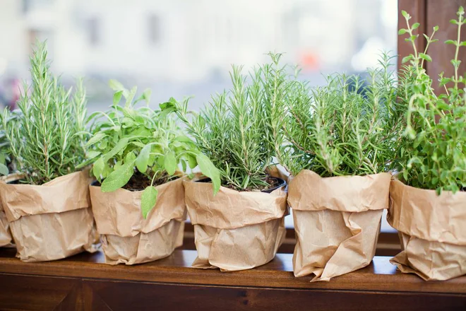 Foto: aprilante/Shutterstock
