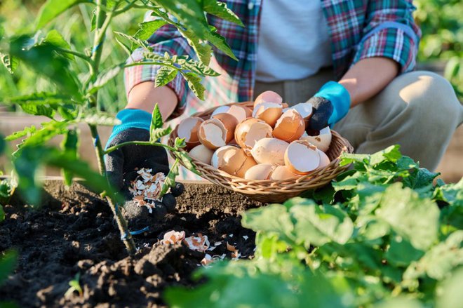 Posipanje z jajčnimi lupinami ne bo pomagalo. Foto: VH-Studio/Shutterstock
Foto: