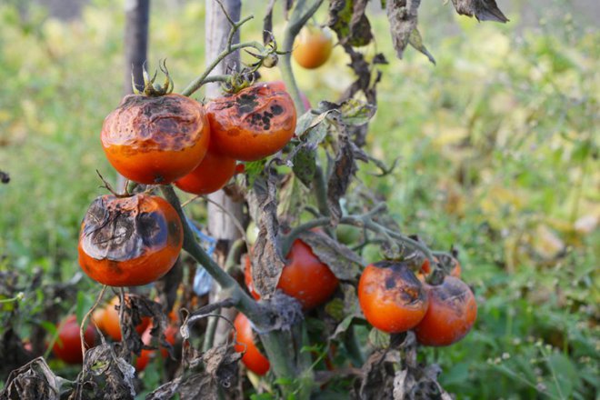 Tako pa gnije paradižnik zaradi paradižnikove plesni, ne le na dnu, povsod. Foto: Radovan1/Shutterstock
Foto: