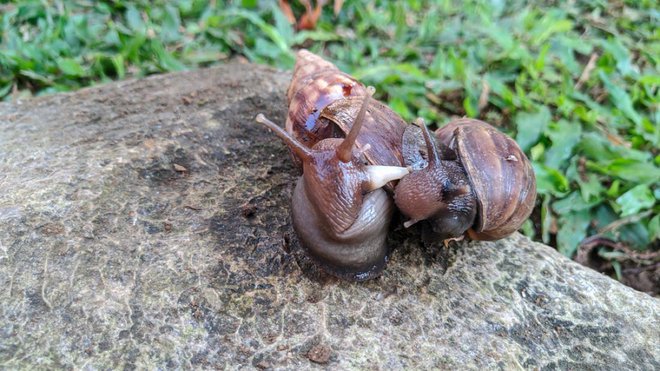 Polža tik pred kopulacijo. Tudi penis (bel) je na sprednjem delu telesa, tik za glavo. Foto:  Fuji Agung Prasetya/Shutterstock
Foto: