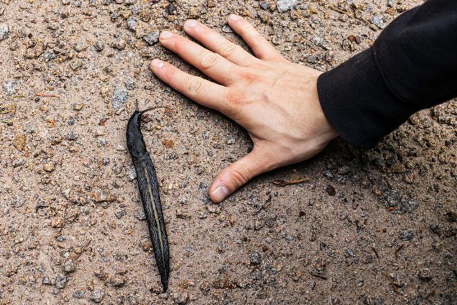 Nekateri črni slinarji dosežejo v dolžino tudi 30 cemtimetrov. Foto: malinar/Shutterstock Foto:
