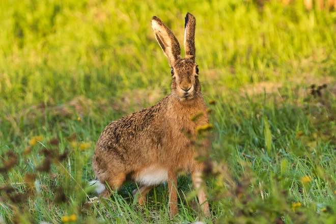 Foto: Bernd Wolter/Shutterstock