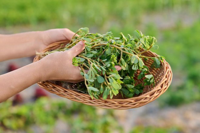 Ne le da je enostaven za gojenje, ampak ima tudi številne koristi za naše zdravje. FOTO: VH-studio/Shutterstock
Foto: