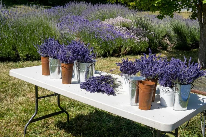 Foto: Ksana Durand/Shutterstock