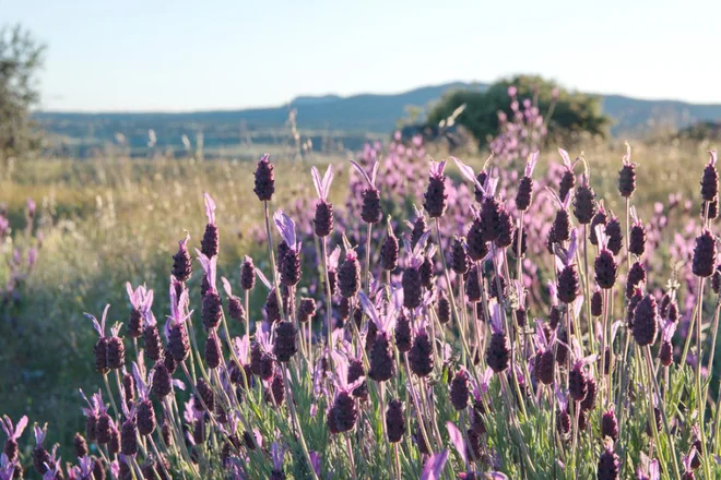 Čopasta sivka je doma v Španiji, kot trajnica ni primerna za celinsko podnebje. Foto: aniana/Shutterstock 