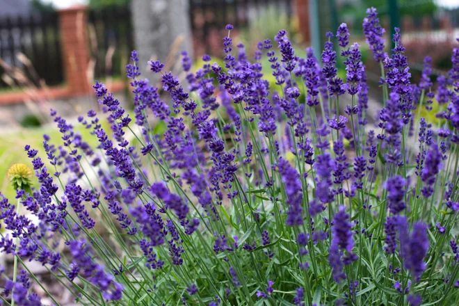 Lavandula angustofolia ’Hidcote Nico’ za ljubitelje modrih sivk. Foto: Open Eye Studio/Shutterstock 