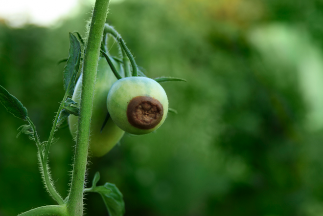 Črna gniloba okoli muhe plodu paradižnika je posledica pomanjkanja kalcija, ki ga preprečimo z zadostno vlago v tleh in rednim zalivanjem ali škropljenjem s kristalnim gnojilom Rasti Plod.
Foto: