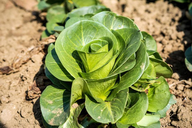 Grumolo verde je prezimni radič. Foto: ueuaphoto/Shutterstock
Foto: