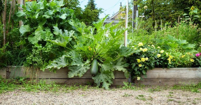 Take bučke velikanke po prihodu s počitnic čimprej potrgamo, da si rastlina opomore za nove plodove. Foto: sophiecat/Shutterstock
Foto: