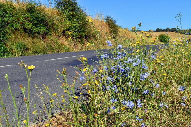 Navadni potrošnik ali divja cikorija poleg travnikov ljubi neurejene cestne bankine. Foto: Jon Benedictus/Shutterstock
Foto: