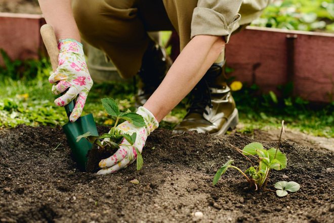 Za nasad jagod izberemo sončno lego s spočito in rodno zemljo. Foto. Pressmaster/Shutterstock
Foto: