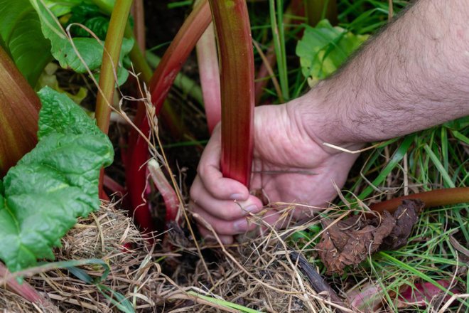 Rabarbaro nabiramo tako, da pri tleh zavrtimo listni pecelj in ga potegnemo. Foto: Reflexpixel/Shutterstock
Foto: