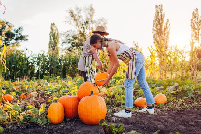 Ko oljne in druge vrežaste buče dozorijo, spreminjajo barvo iz zelene v rumeno , pojavi se tudi odmiranje cime in listne mase. Ker imajo trdo lupino, jih lahko skladiščimo. Mariia Boiko/Shutterstock
Foto: