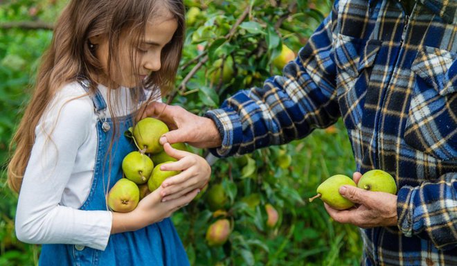 Jabolka in hruške, ki se obdržijo dalj časa, pred spravilom sortiramo. Poškodovane porabimo takoj. Foto: Tatevosian Yana/Shutterstock
Foto: