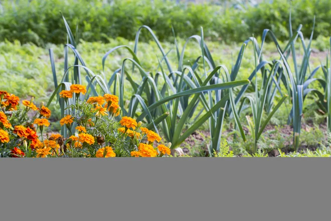 Foto: Klub Gaia in Shutterstock