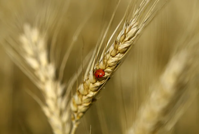 Foto: K. Ž./STA