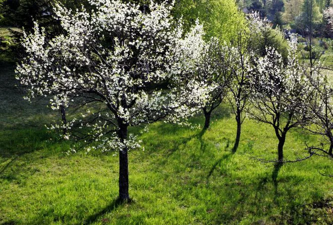 Foto: Ivan Žežlina