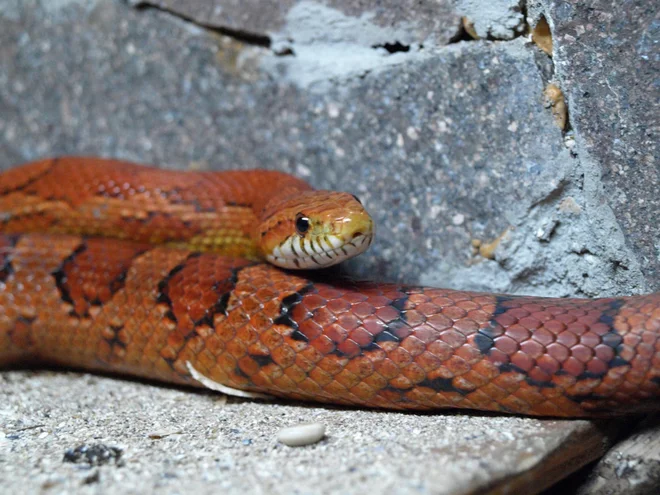 Foto: Uroš Mlinar in arhiv družine Tratnik